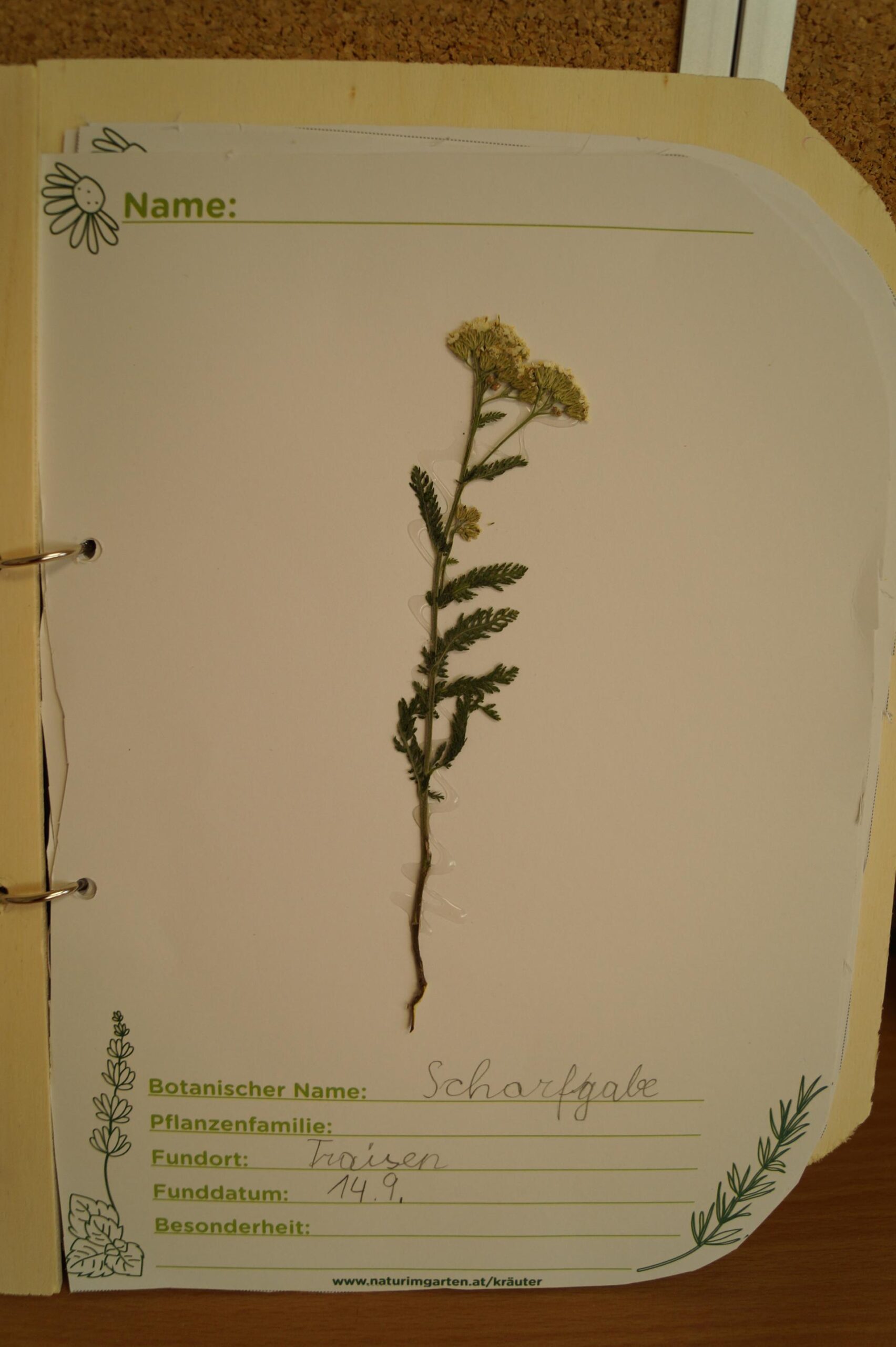 Herbarium, 3b (8)